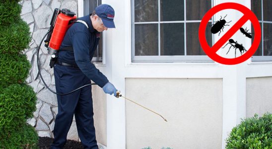 Çandır Hamam Böceği İlaçlama böcek ilaçlama ve haşere kontrolü — ilaclama-tr.com